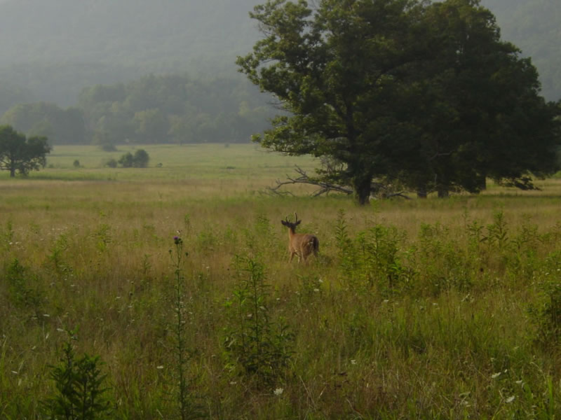 Cades Cove
